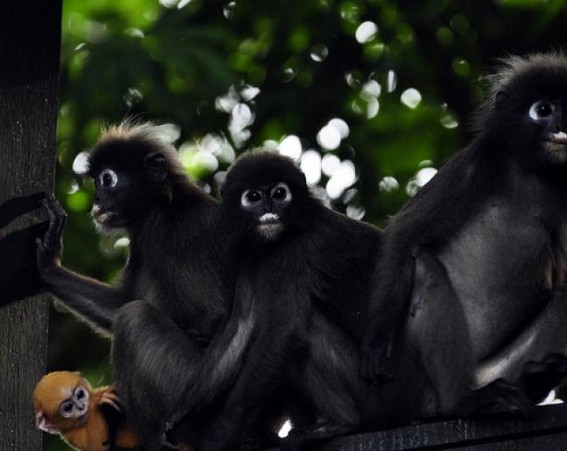 Rowa wildlife sanctuary: Spectacled monkeys facing threat Rowa wildlife sanctuary: Spectacled monkeys facing threat